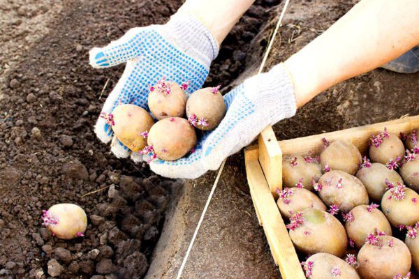 Проращивание картофеля перед посадкой сроки и температура