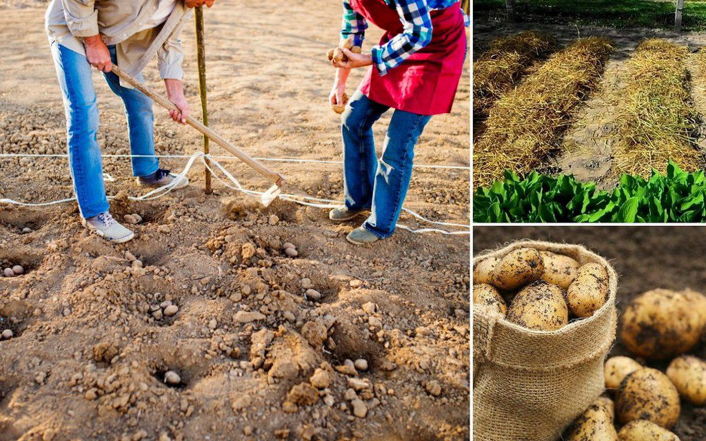Благоприятные дни для посадки картофеля в мае 2021 году по лунному календарю