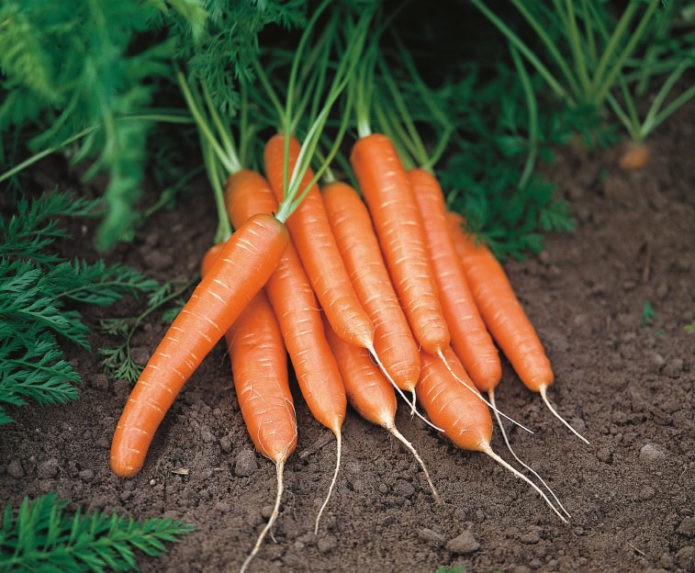 Посадка моркови в апреле 2021 благоприятные дни