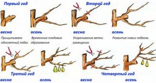 Обрезка плодовых деревьев весной сроки и схема весенней обрезки