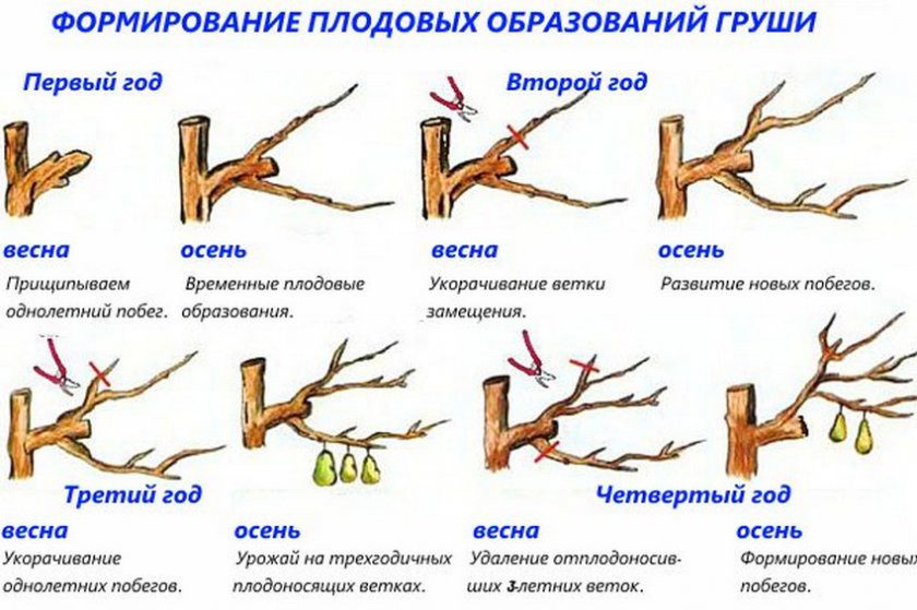 Обрезка плодовых деревьев весной сроки и схема весенней обрезки