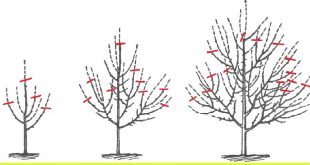 Обрезка плодовых деревьев весной сроки и схема весенней обрезки