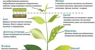 Пропадает рассада перца: что делать?