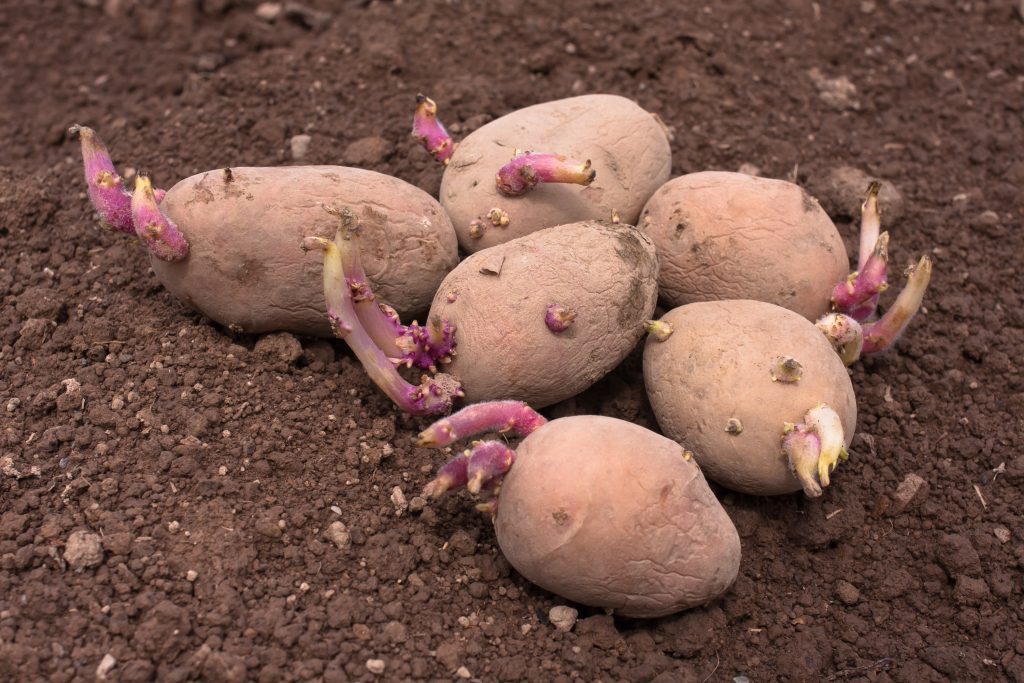 Благоприятные дни для посадки картофеля в апреле 2021 году по лунному календарю