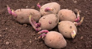 Благоприятные дни для посадки картофеля в апреле 2021 году по лунному календарю