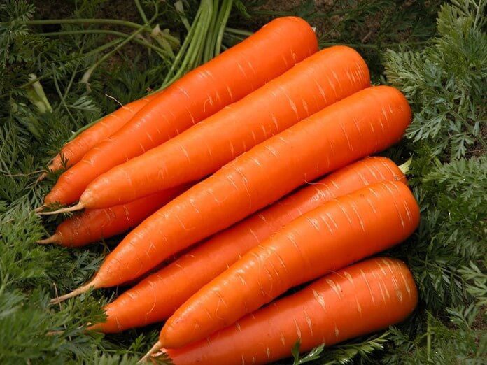 Лучшие сорта моркови на 2021 год для посадки