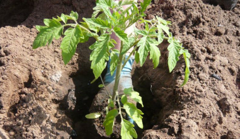 Когда высаживать рассаду помидор в открытый грунт 2021 благоприятные дни