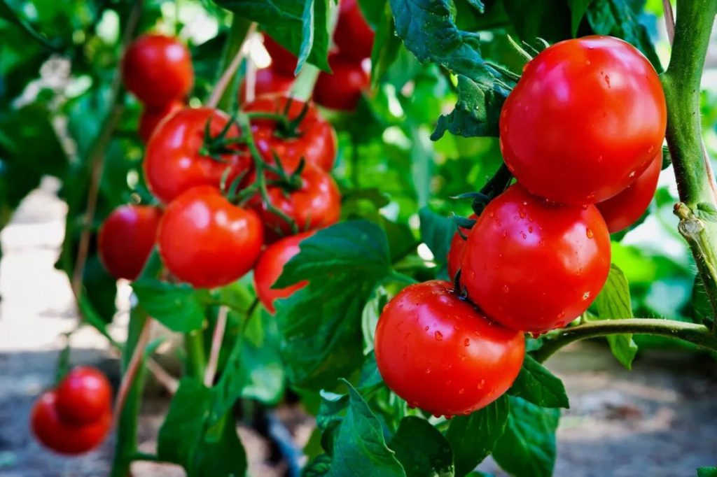 Желтеют листья у рассады томатов: что делать?