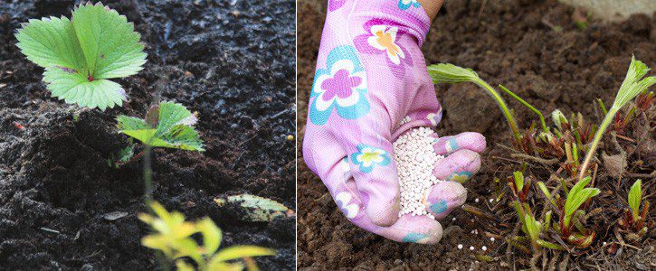 Как правильно обработать клубнику весной чтобы получить хороший урожай