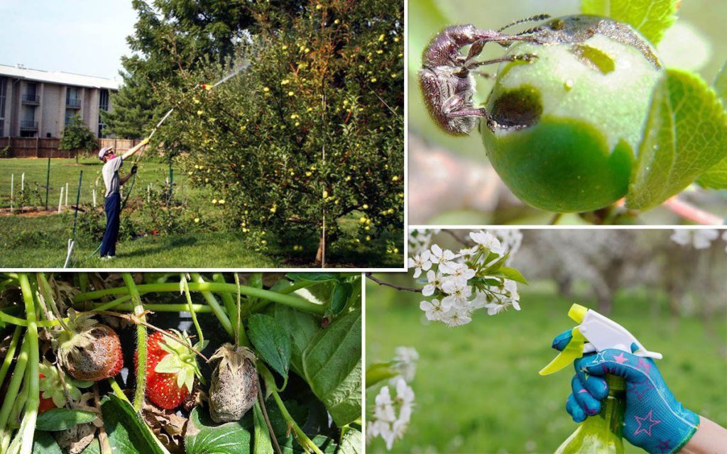 Чем и когда опрыскивать плодовые деревья и кустарники весной от вредителей и болезней