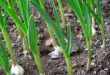 подкормка чеснока весной для большого урожая
