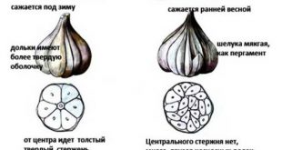 Когда сажать чеснок в 2021 году по лунному календарю