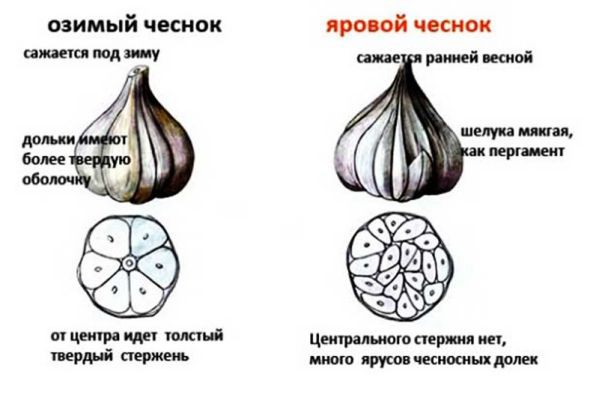 Когда сажать чеснок в 2021 году по лунному календарю