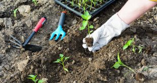 Посев семян перца на рассаду в январе 2021 году благоприятные дни