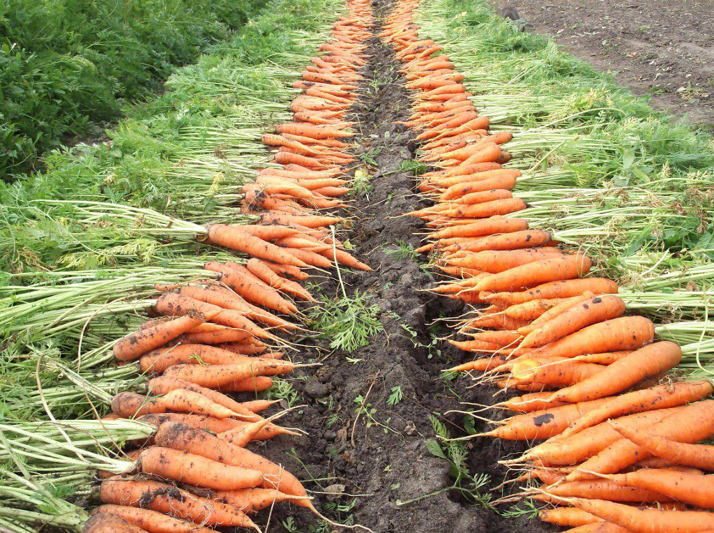 Посев моркови в октябре 2021 по лунному календарю