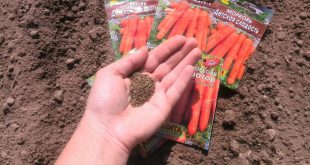 Посадка моркови осенью 2021 под зиму в Подмосковье