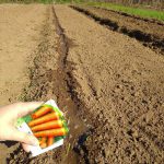 Посадка моркови осенью 2021 под зиму в Сибири