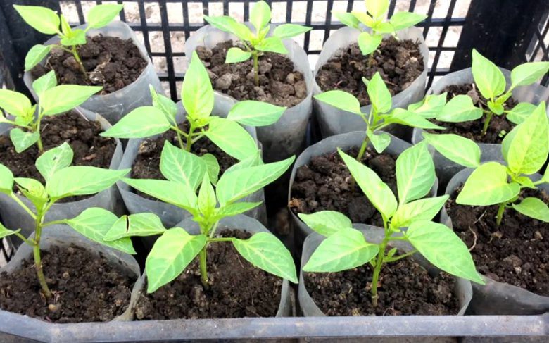 Посев семян перца на рассаду в апреле 2022 году благоприятные дни
