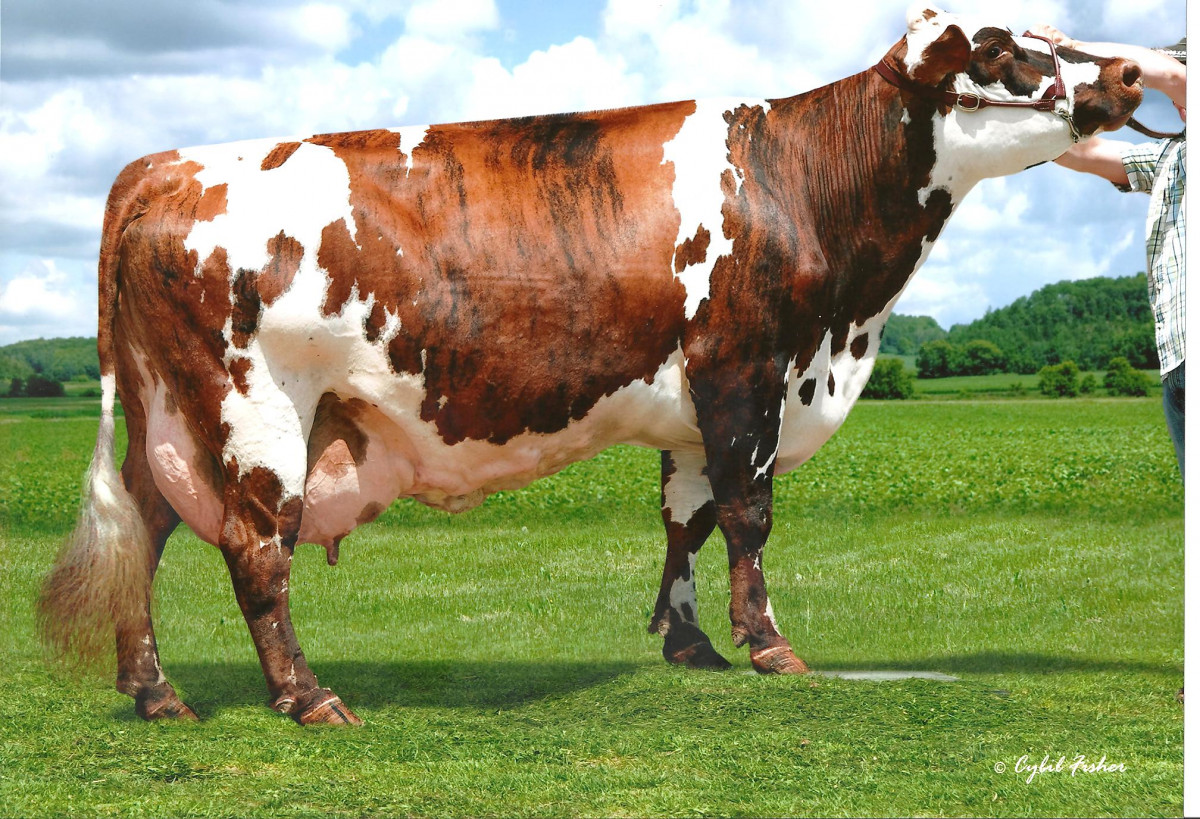 Распространённые породы коров