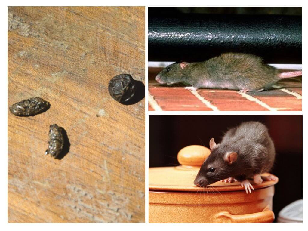 Как вывести подвальную крысу в квартире?