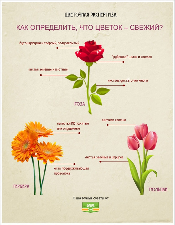Как правильно выбирать цветы?