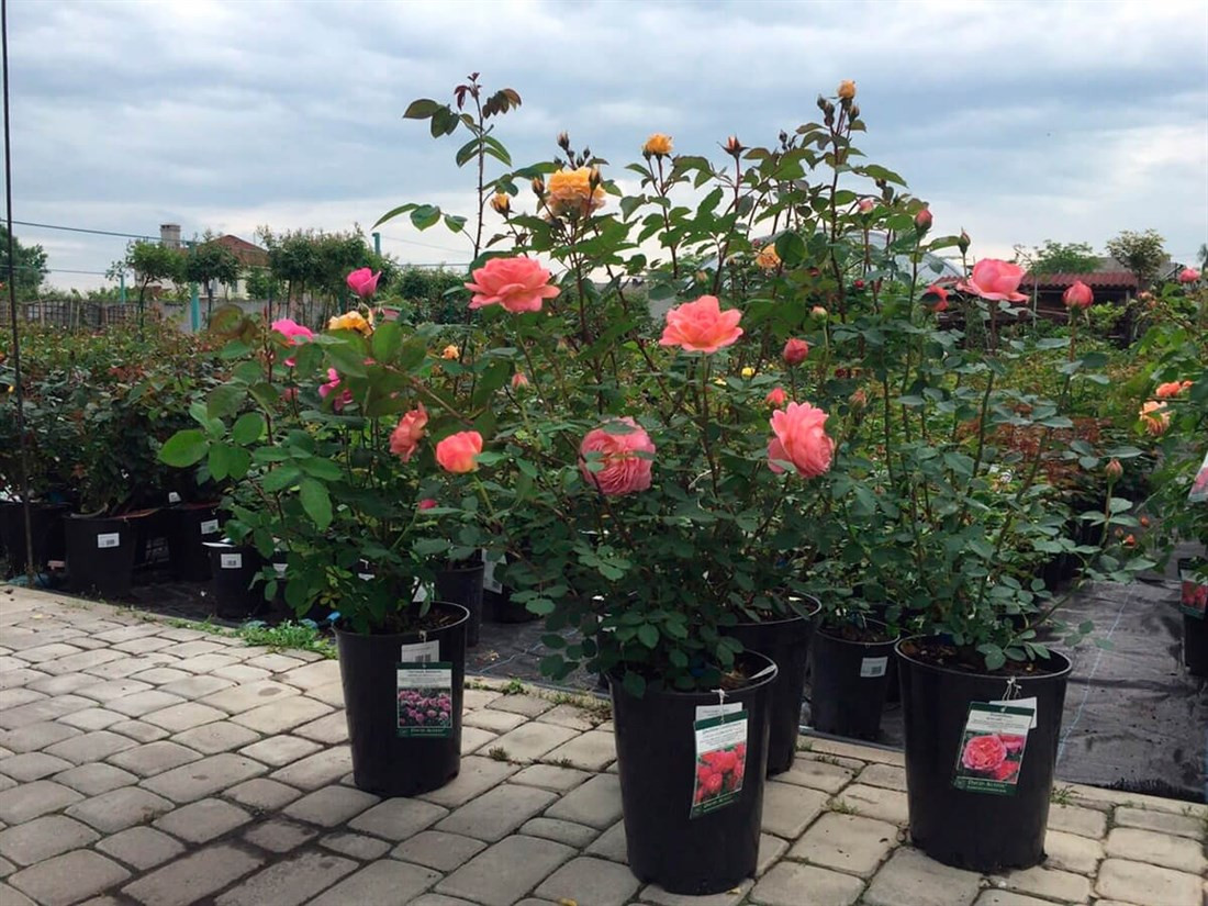 Саженцы роз: вдохновение и красота в вашем саду
